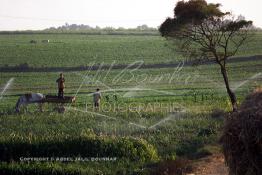 Image du Maroc Professionnelle de  Agriculture moderne système d'arrosage mobile dans le Gharb région de Larache au Nord Ouest du Maroc, Lundi 1er Juillet 2002. (Photo / Abdeljalil Bounhar) 